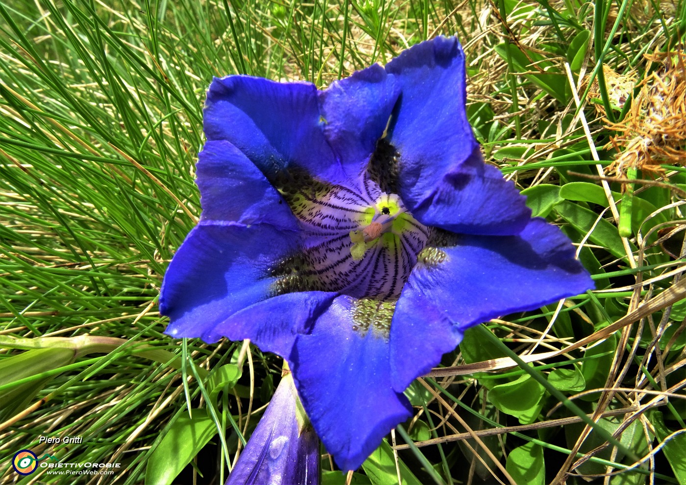 23 Genziana di Koch (Gentiana acaulis).JPG